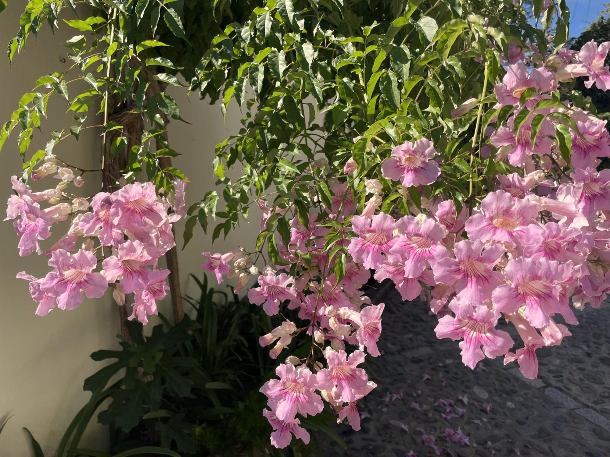 Boutique Hotel Maravilla - Marbella Benahavís Eksteriør billede